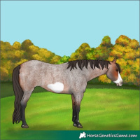 Horse Color:Bay Roan Frame 