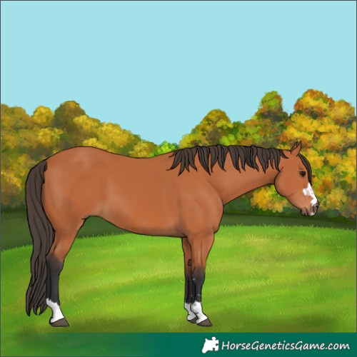 Horse Color:Bay 