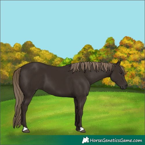 Horse Color:Liver Chestnut 