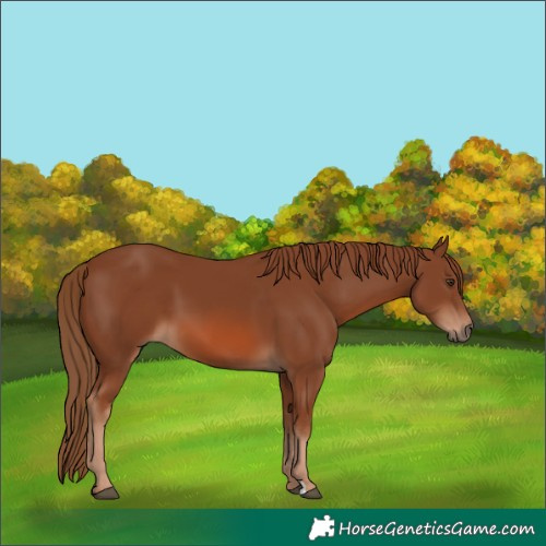 Horse Color:Chestnut 