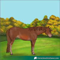 Horse Color:Chestnut 