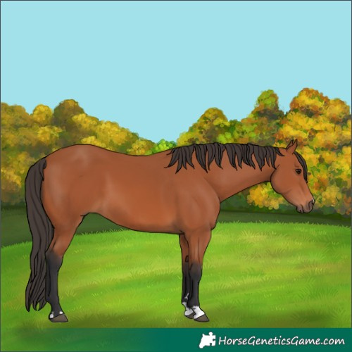 Horse Color:Bay 