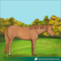 Horse Color:Chestnut 