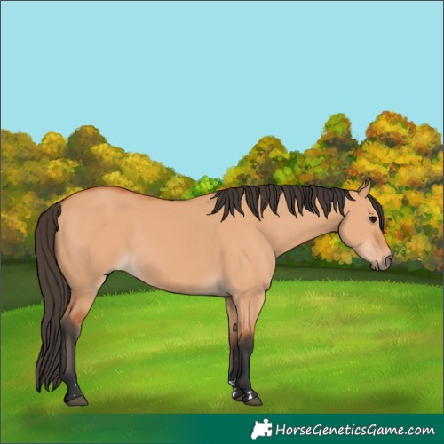 Horse Color:Bay Dun 