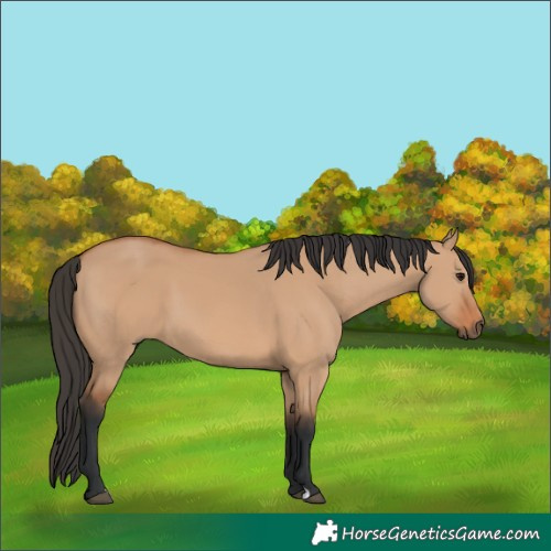 Horse Color:Bay Dun 