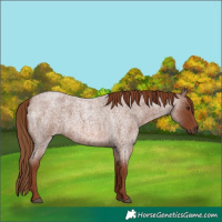 Horse Color:Red Roan