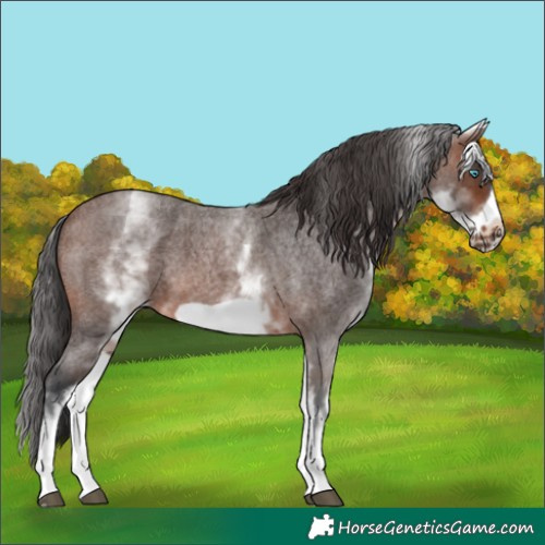 Horse Color:White Spotted Brown Roan Frame