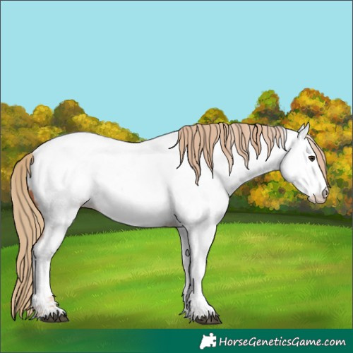 Horse Color:Red Roan Near Fewspot 