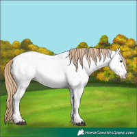 Horse Color:Red Roan Near Fewspot