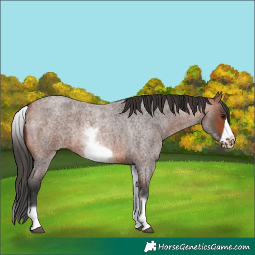 Horse Color:White Spotted Bay Roan Frame 