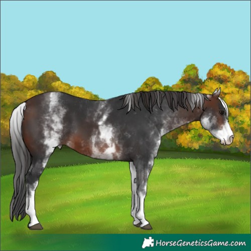 Horse Color:White Spotted Brown