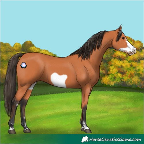 Horse Color:Bay Frame