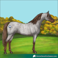 Horse Color:Liver Red Roan 