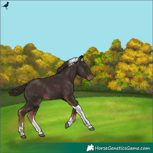 Horse Color:Liver Chestnut Tobiano 