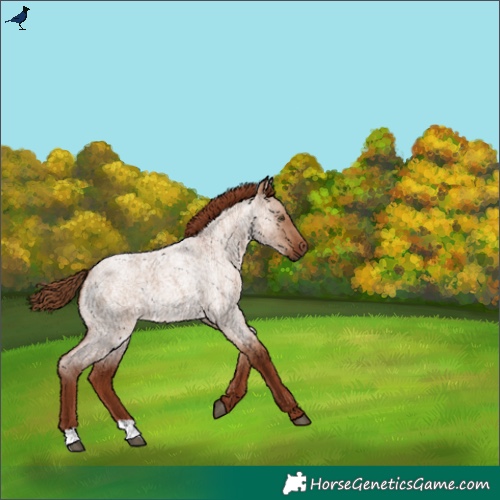 Horse Color:Red Dun Roan 