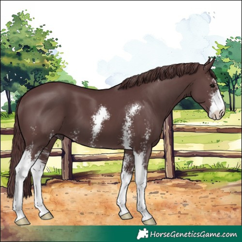 Horse Color:Chocolate Black Sabino 
