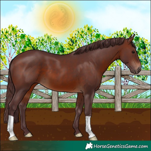 Horse Color:Chocolate Brown 