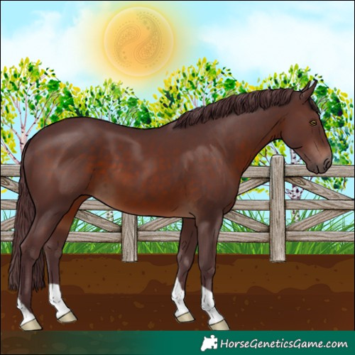 Horse Color:Chocolate Brown