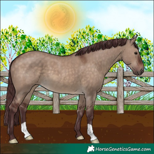 Horse Color:Chocolate Brown Dun 