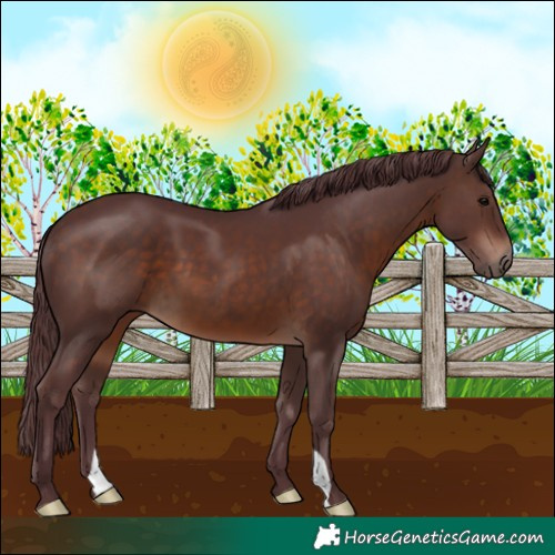 Horse Color:Chocolate Brown 
