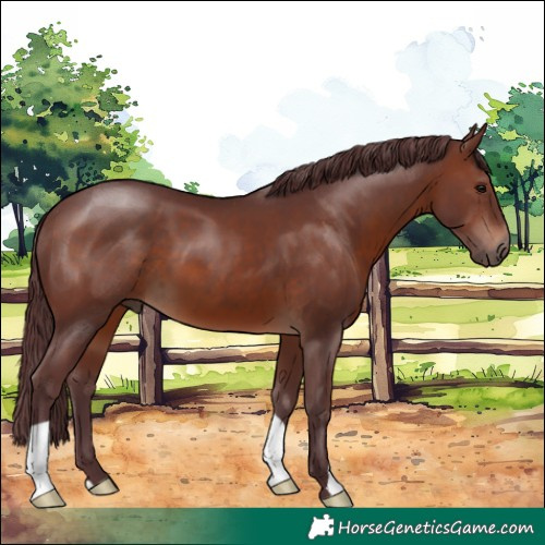 Horse Color:Chocolate Brown 