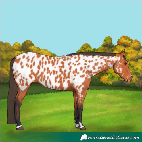 Horse Color:Bay Appaloosa 