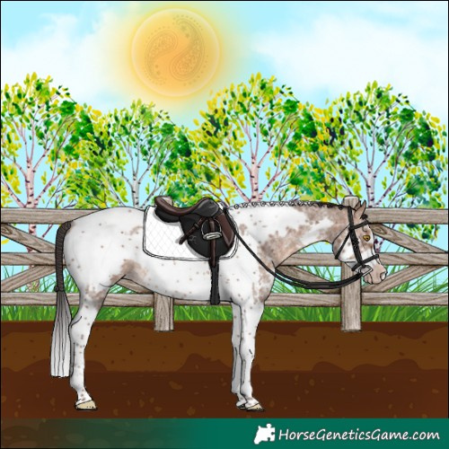 Horse Color:Sable Champagne Sabino Tobiano Frame Rabicano