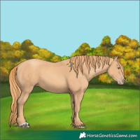 Horse Color:Gold Champagne