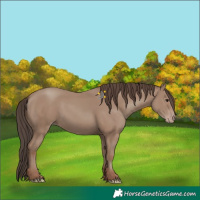 Horse Color:Classic Champagne