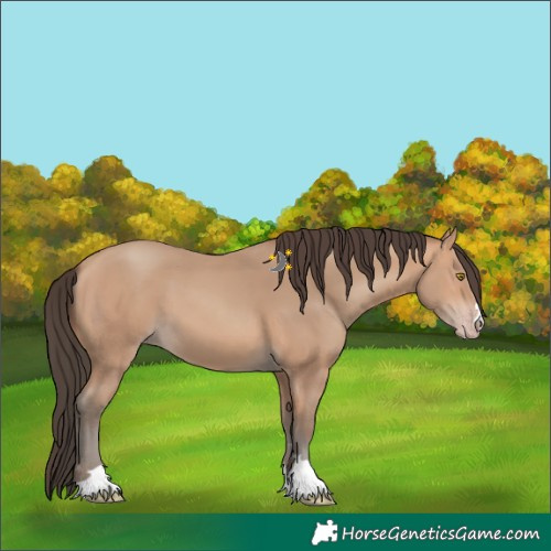 Horse Color:Amber Champagne 
