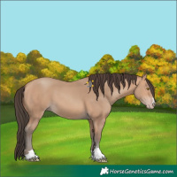 Horse Color:Amber Champagne
