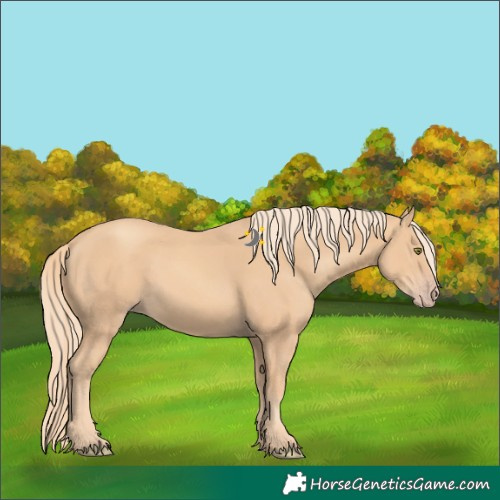 Horse Color:Gold Champagne 