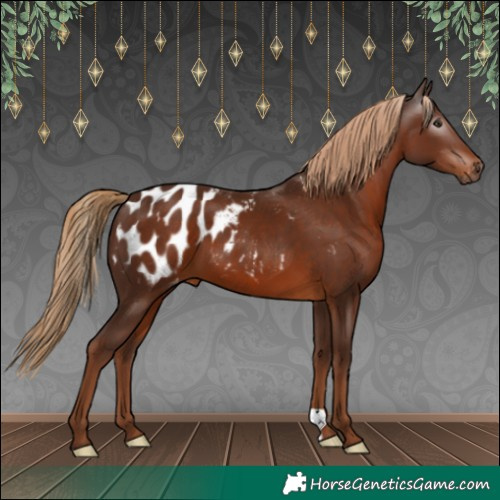 Horse Color:Gray Chestnut Appaloosa 