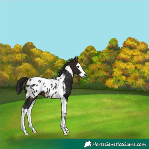 Horse Color:Gray Bay Splash Tobiano Appaloosa 