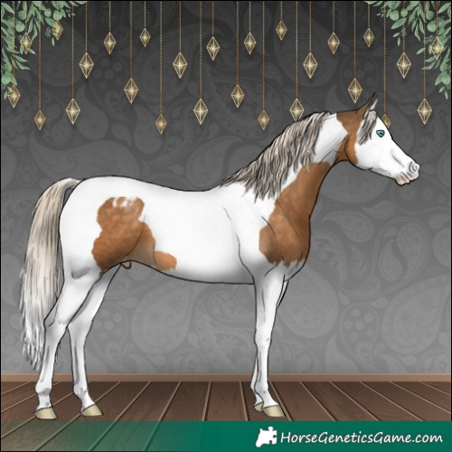 Horse Color:Chocolate Palomino Splash Tobiano Appaloosa