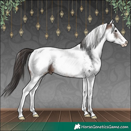 Horse Color:White Spotted Brown Appaloosa 