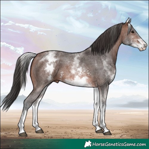 Horse Color:White Spotted Brown Sabino