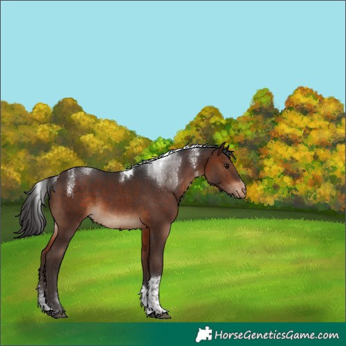 Horse Color:Powder White Brown Tobiano Appaloosa Rabicano 