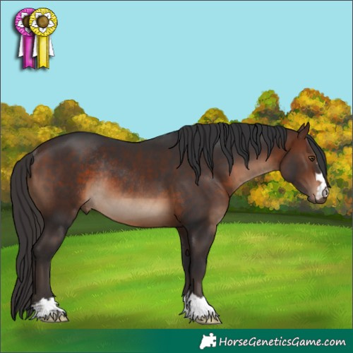 Horse Color:Brown Rabicano 