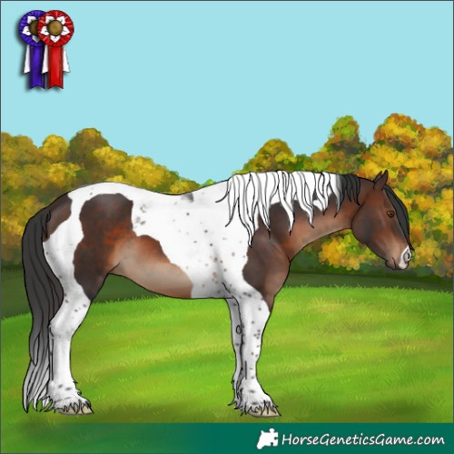 Horse Color:Brown Tobiano 