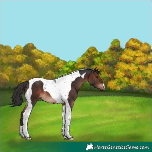 Horse Color:Brown Tobiano 