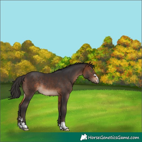 Horse Color:Brown Rabicano 