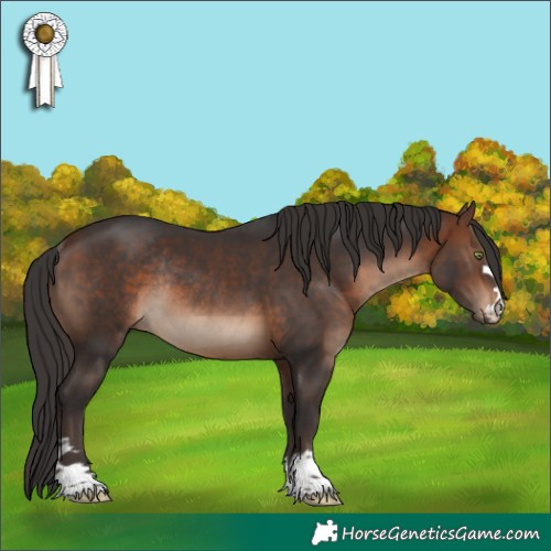 Horse Color:Brown Rabicano 