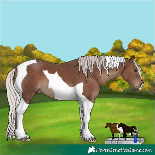 Horse Color:Silver Black Tobiano 