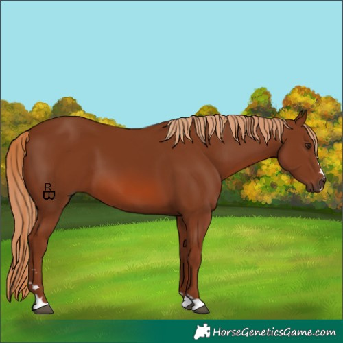 Horse Color:Chestnut 