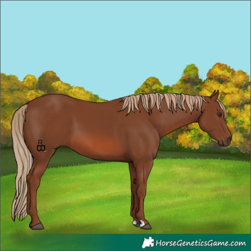 Horse Color:Chestnut 