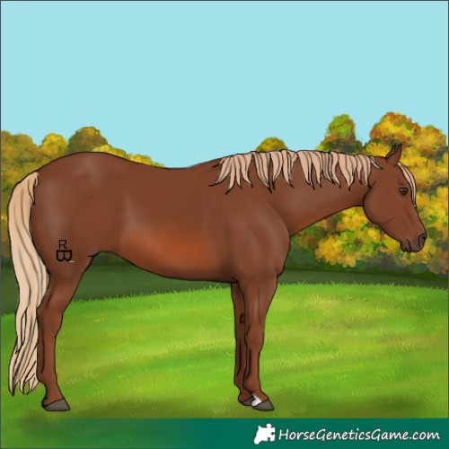 Horse Color:Chestnut 