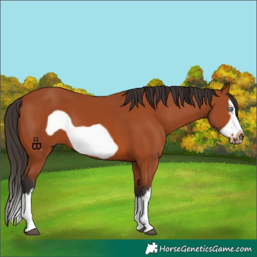Horse Color:Bay Splash Frame