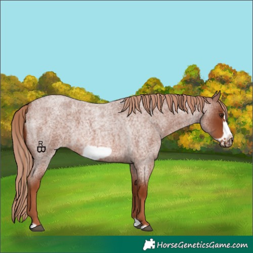 Horse Color:Red Roan Splash Frame 