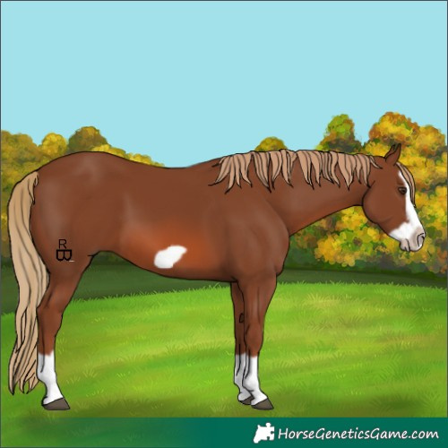 Horse Color:Chestnut Splash Frame 